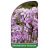 rhododendron-kiusianum-mini1