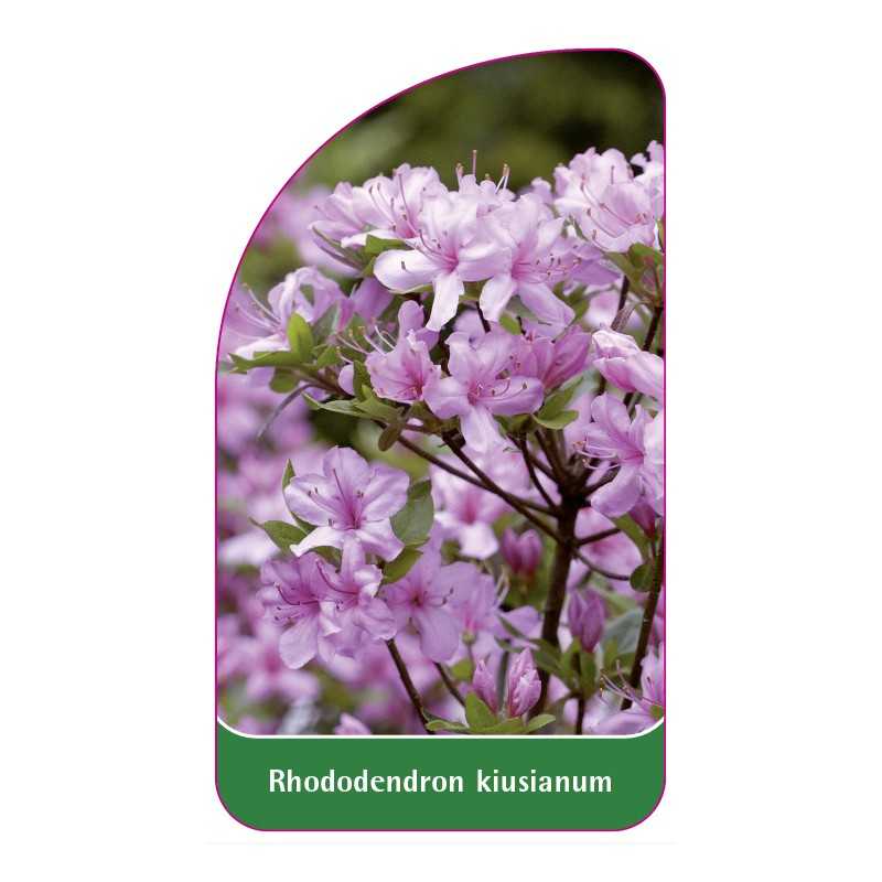 rhododendron-kiusianum-standard1