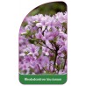 rhododendron-kiusianum-standard1