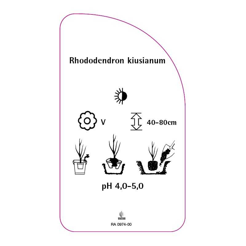 rhododendron-kiusianum-standard0