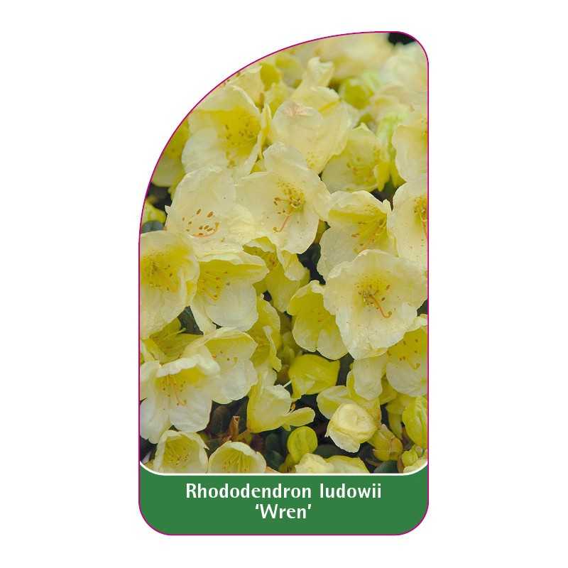 rhododendron-ludowii-wren-standard1