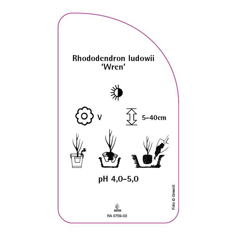 rhododendron-ludowii-wren-standard0