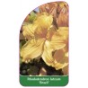 rhododendron-luteum-brazil-1