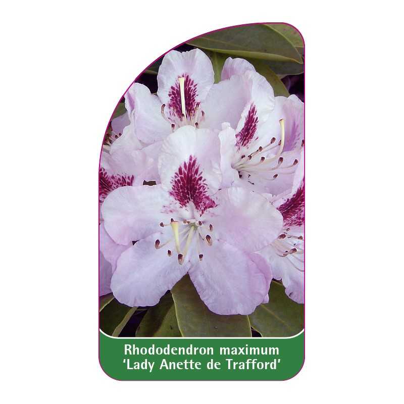 rhododendron-maximum-lady-anette-de-trafford-1