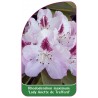 rhododendron-maximum-lady-anette-de-trafford-1