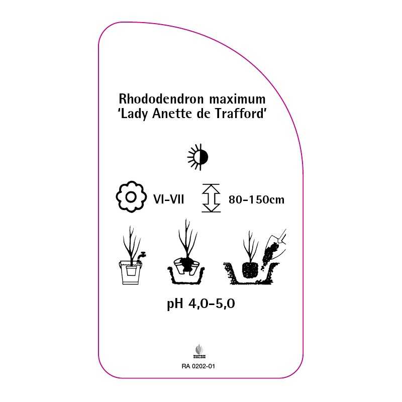 rhododendron-maximum-lady-anette-de-trafford-0