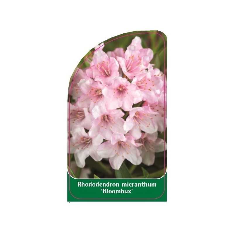 rhododendron-micranthum-bloombux-1