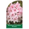 rhododendron-micranthum-bloombux-1