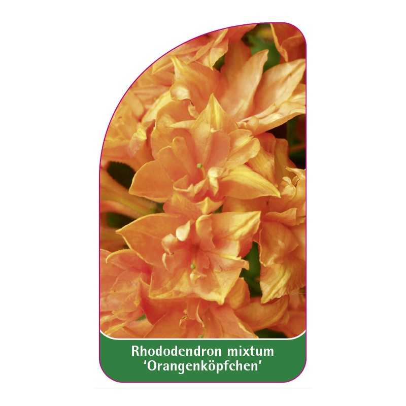 rhododendron-mixtum-orangenkopfchen-1
