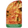 rhododendron-mixtum-orangenkopfchen-1