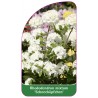 rhododendron-mixtum-schneekopfchen-1