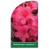 rhododendron-nakaharae-i1