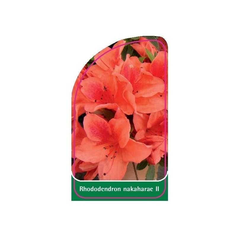 rhododendron-nakaharae-ii1