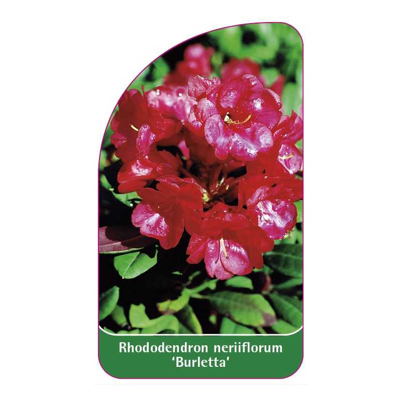rhododendron-neriiflorum-burletta-1