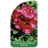 rhododendron-neriiflorum-burletta-1