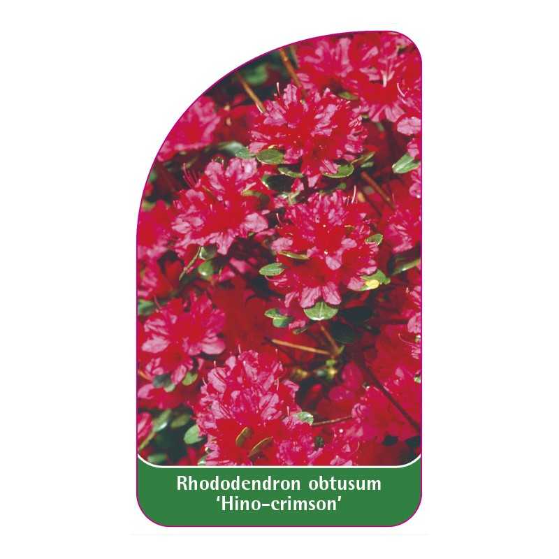 rhododendron-obtusum-hino-crimson-1