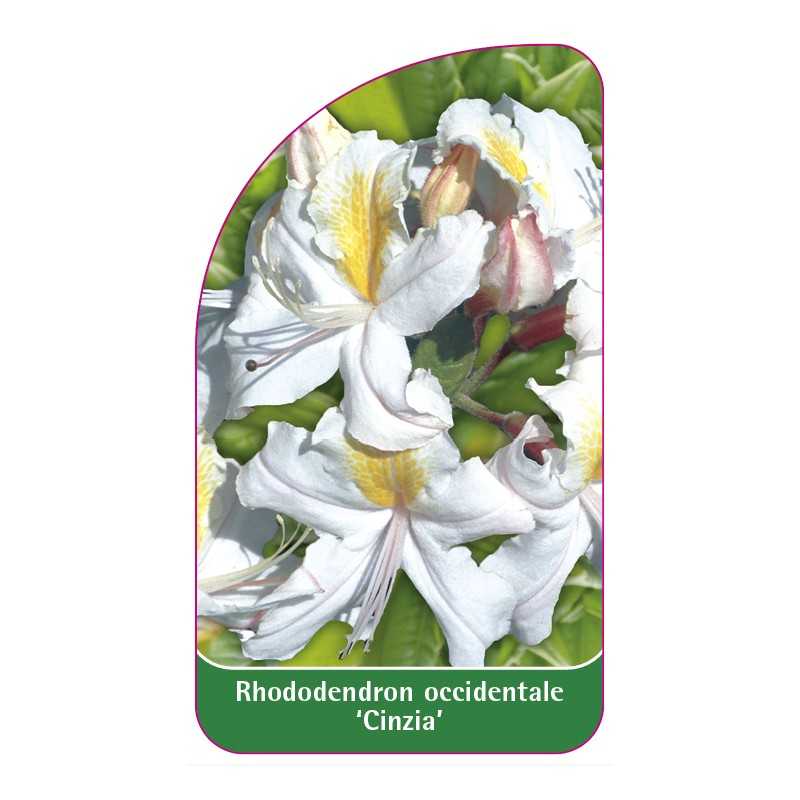 rhododendron-occidentale-cinzia-1