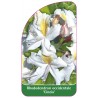 rhododendron-occidentale-cinzia-1