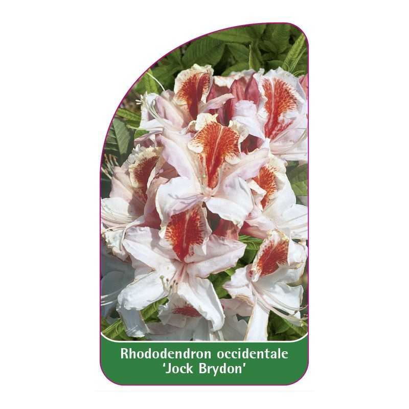 rhododendron-occidentale-jock-brydon-1