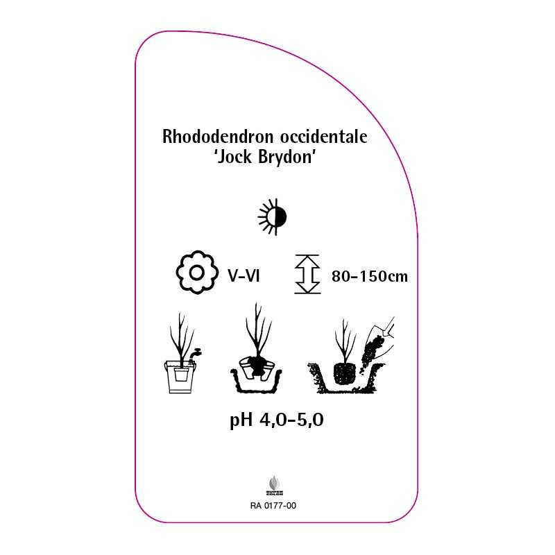 rhododendron-occidentale-jock-brydon-0