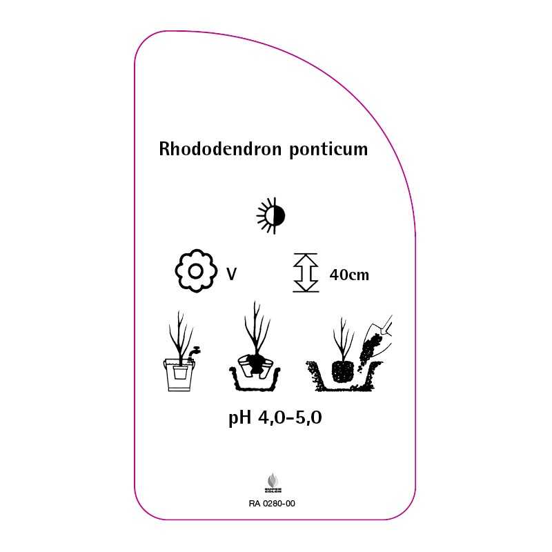 rhododendron-ponticum0