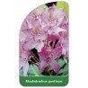 rhododendron-ponticum1