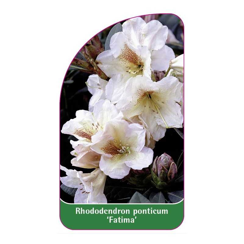 rhododendron-ponticum-fatima-1
