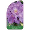 rhododendron-ponticum-goldflimmer-1