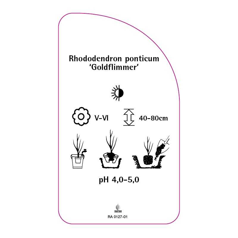 rhododendron-ponticum-goldflimmer-0