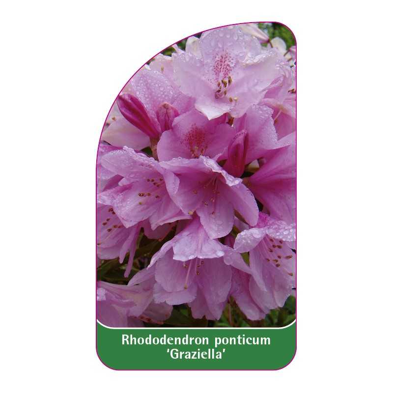 rhododendron-ponticum-graziella-1