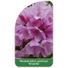 rhododendron-ponticum-graziella-1
