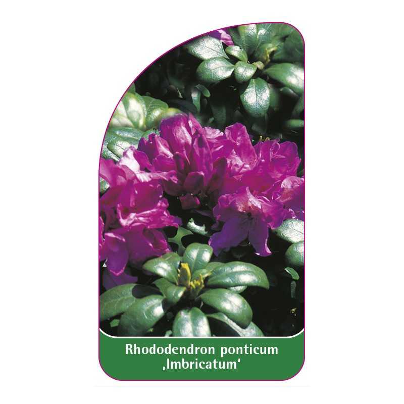 rhododendron-ponticum-imbricatum-1