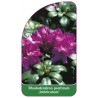 rhododendron-ponticum-imbricatum-1