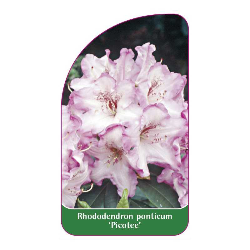 rhododendron-ponticum-picotee-1