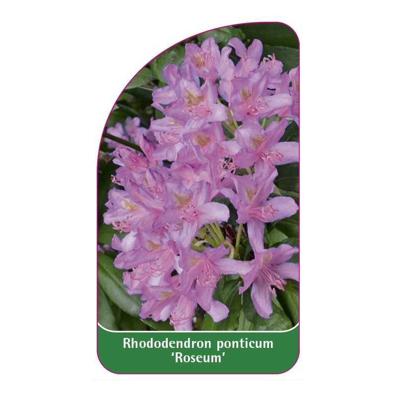 rhododendron-ponticum-roseum-1