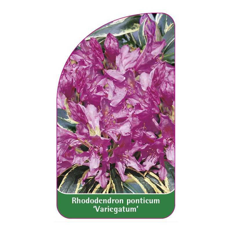 rhododendron-ponticum-variegatum-1