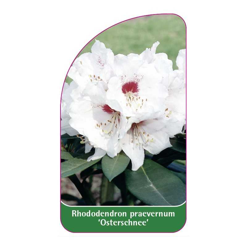 rhododendron-praevernum-osterschnee-1