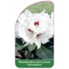 rhododendron-praevernum-osterschnee-1