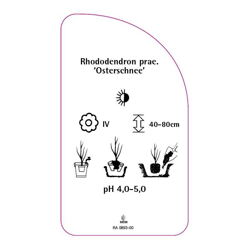 rhododendron-praevernum-osterschnee-0