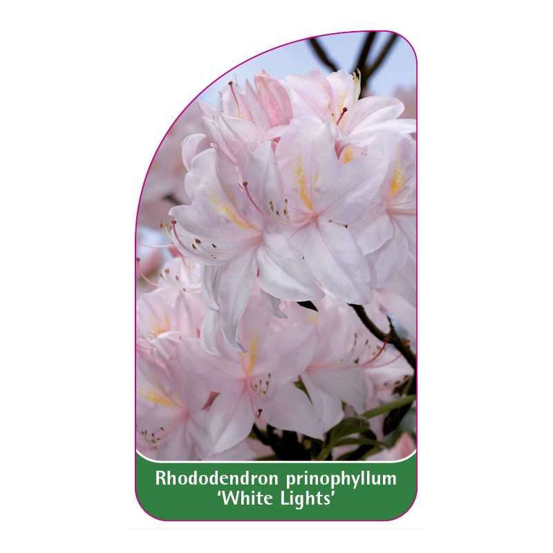 rhododendron-prinophyllum-white-lights-1