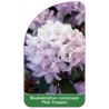 rhododendron-racemosum-pink-pompon-1