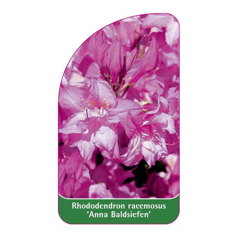 rhododendron-racemosus-anna-baldsiefen-1