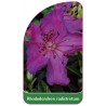 rhododendron-radistrotum1