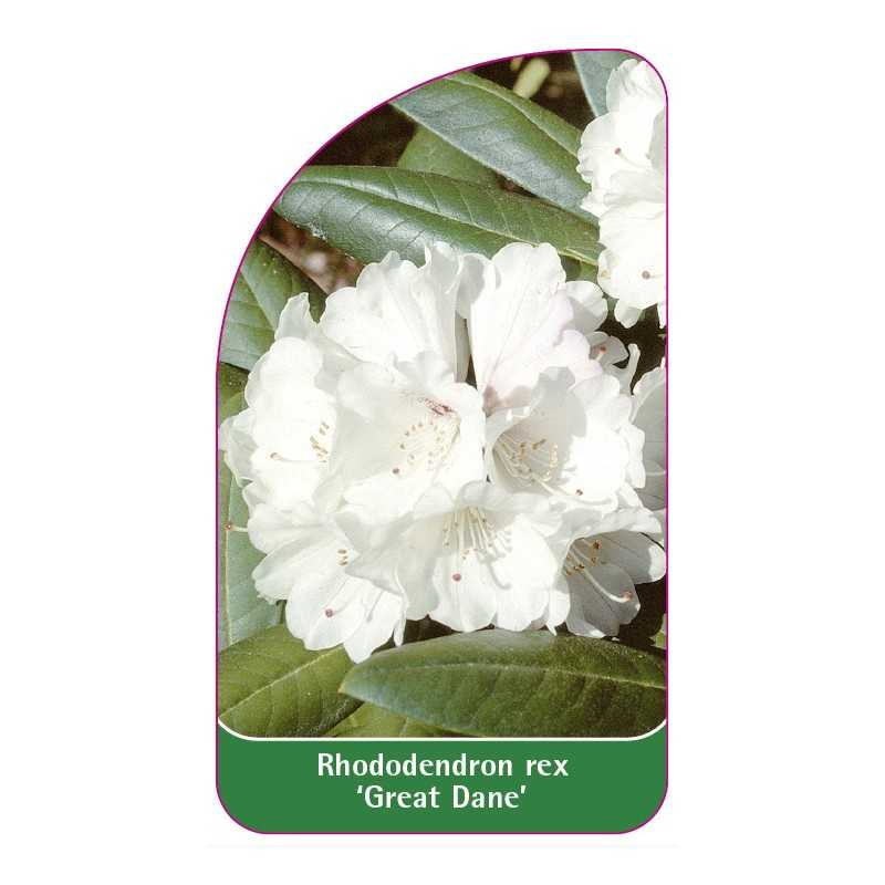 rhododendron-rex-great-dane-1