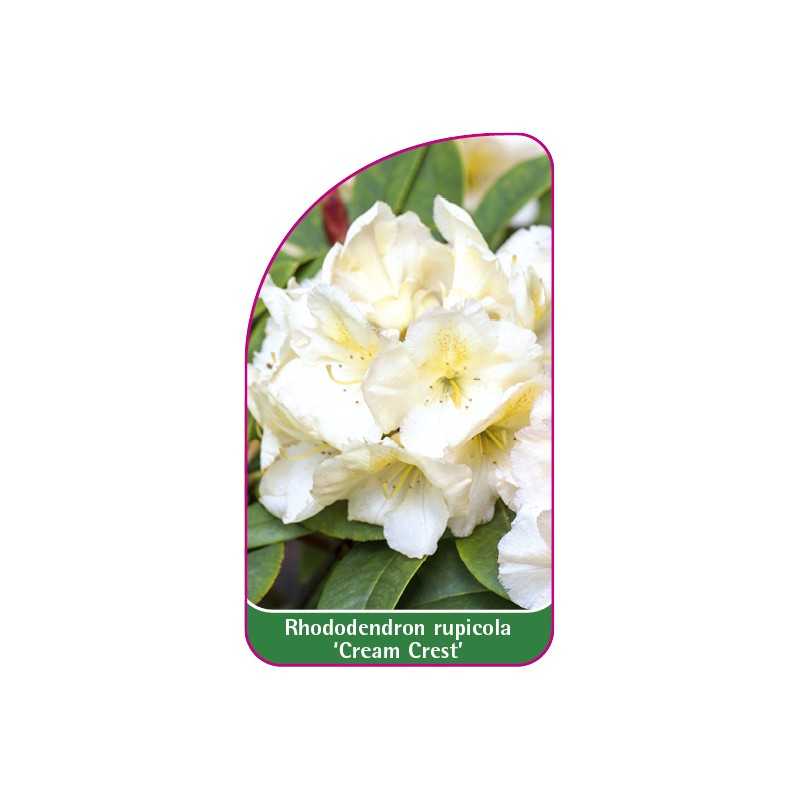rhododendron-rupicola-cream-crest-mini1