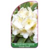 rhododendron-rupicola-cream-crest-mini1