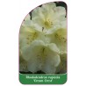 rhododendron-rupicola-cream-crest-standard1
