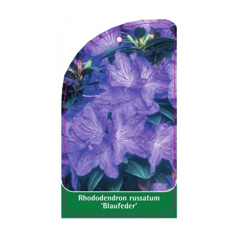 rhododendron-russatum-blaufeder-1