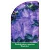 rhododendron-russatum-blaufeder-1