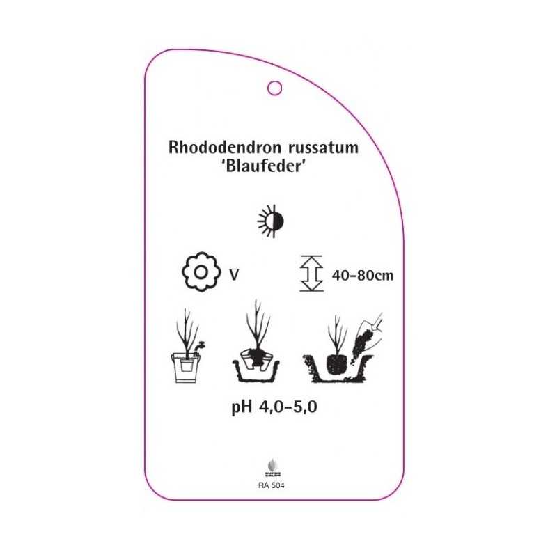 rhododendron-russatum-blaufeder-0